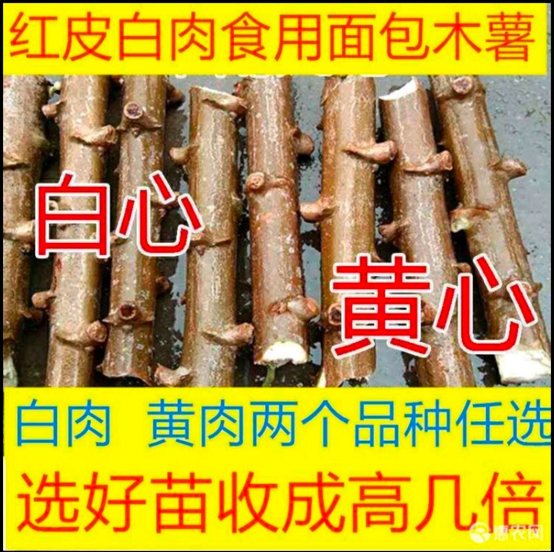 木薯种苗  木薯种株苗