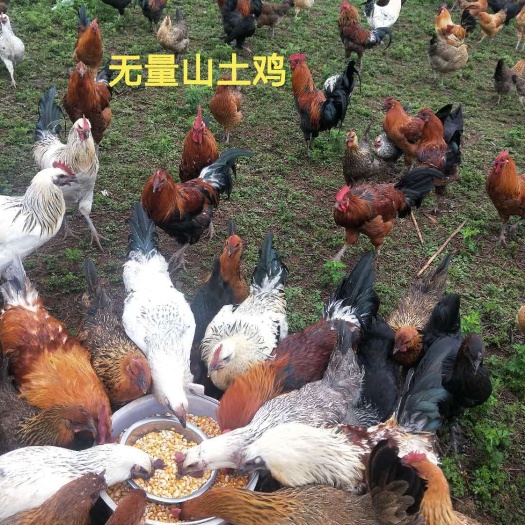 昆明土鸡苗  孵化场直销无量山武定土鸡.黑（红）瑶鸡苗，