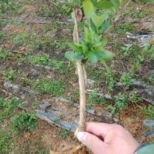 万年县 四季金银花苗，根系发达成活率，当年栽当年开花