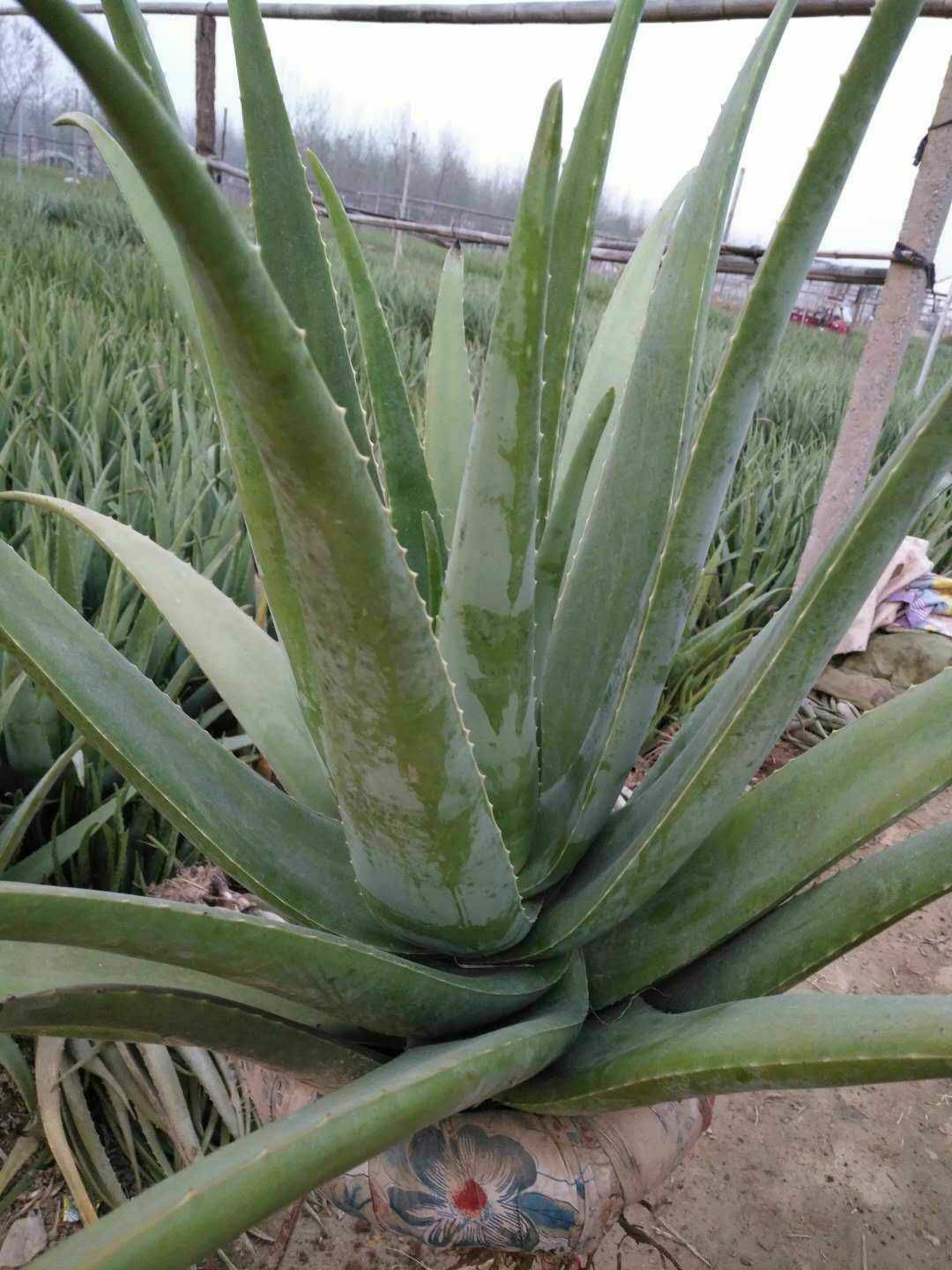  库拉索芦荟