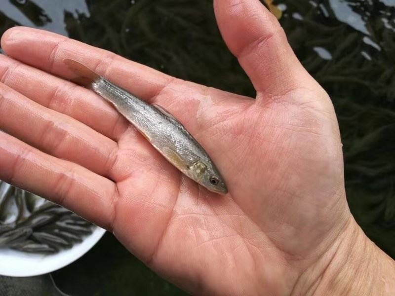 银鳕鱼苗  鳕鱼苗   美国银鳕苗