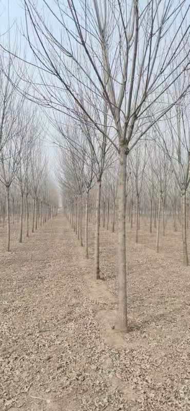 速生白蜡  出售一级白蜡