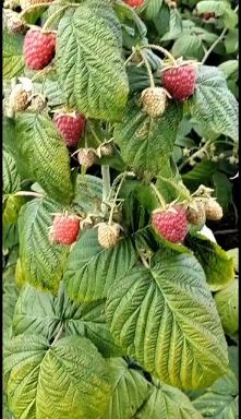 大果秋福  双季红树莓当年结果苗秋萍秋福秋果树莓苗