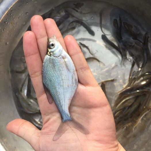 博罗县鳊鱼苗  边鱼苗  武仓边鱼苗  三角坊鱼苗  团头坊鱼苗