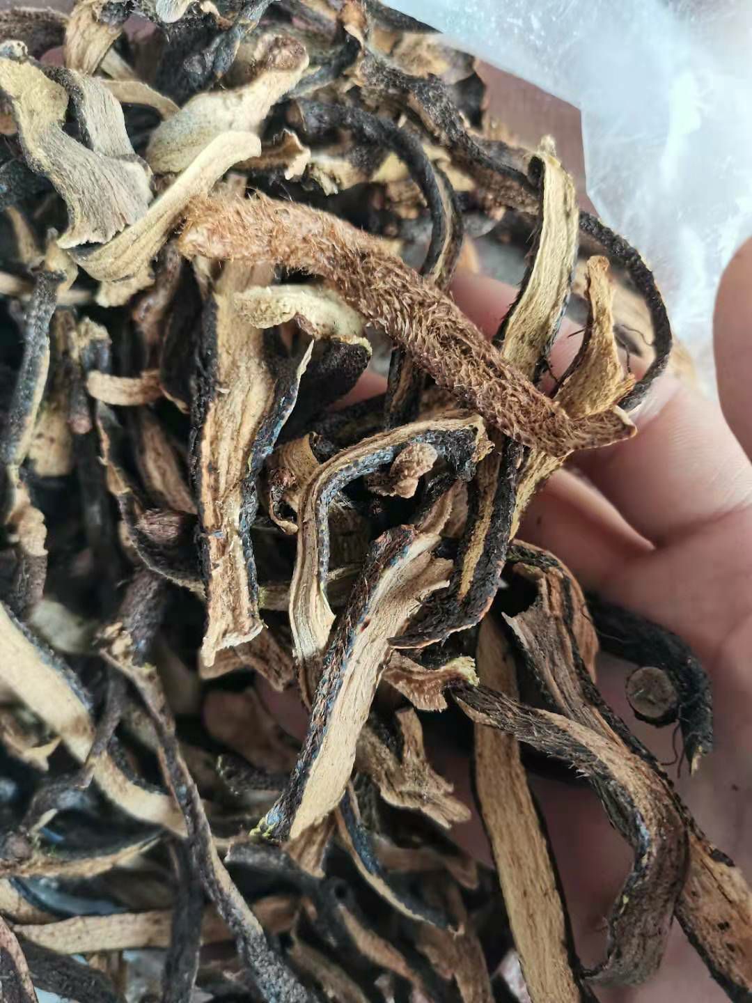 骨碎补干货