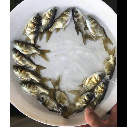  缩骨大头鱼苗淡水养殖缩骨花鲢鱼苗胖头鱼鳙鱼苗仙骨鱼苗