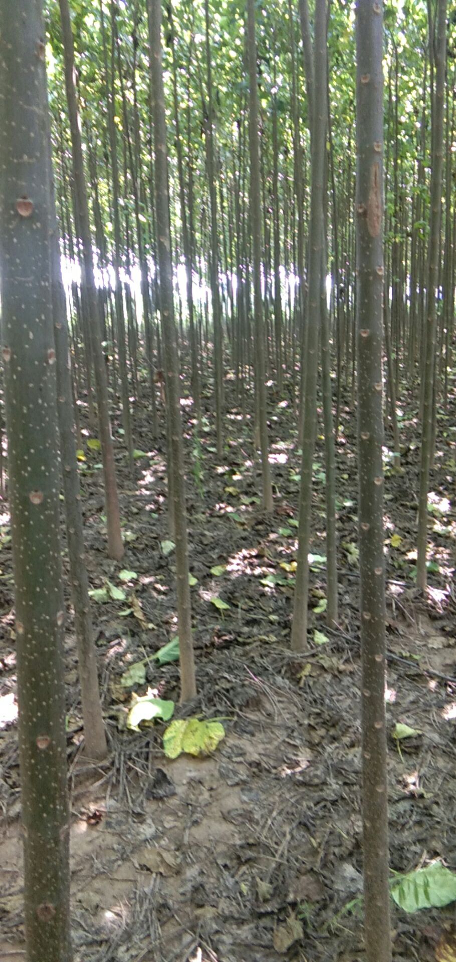 河南楸 出售楸树，七八万棵，规格不一，还有七八千棵紫叶李