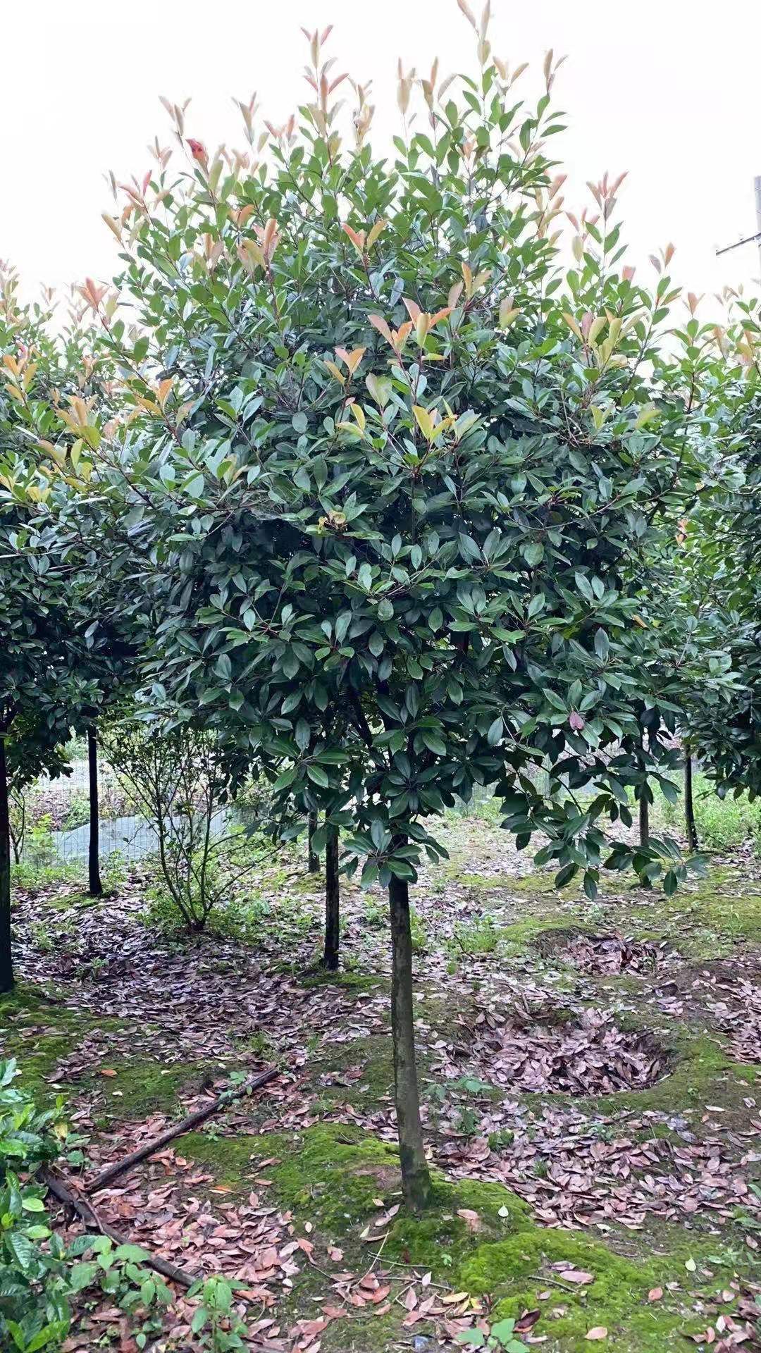  精品高杆红叶石楠