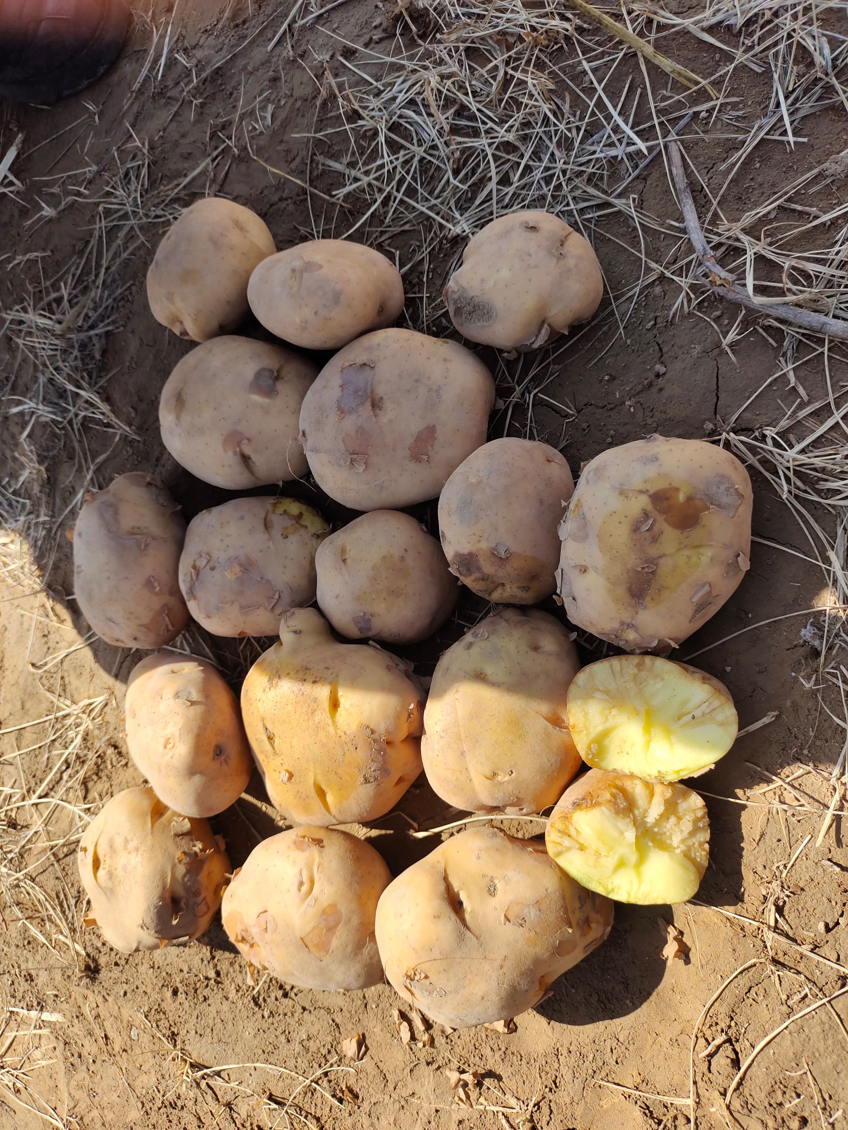 黄心土豆 便宜的土豆出售，原产地直发