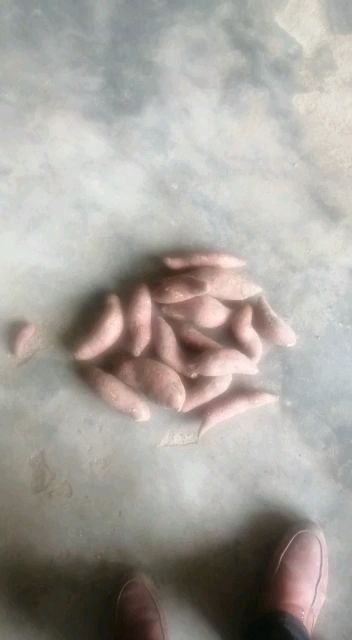  红薯种品种，商薯19，红皮白品质好口感香甜面，可做种薯，