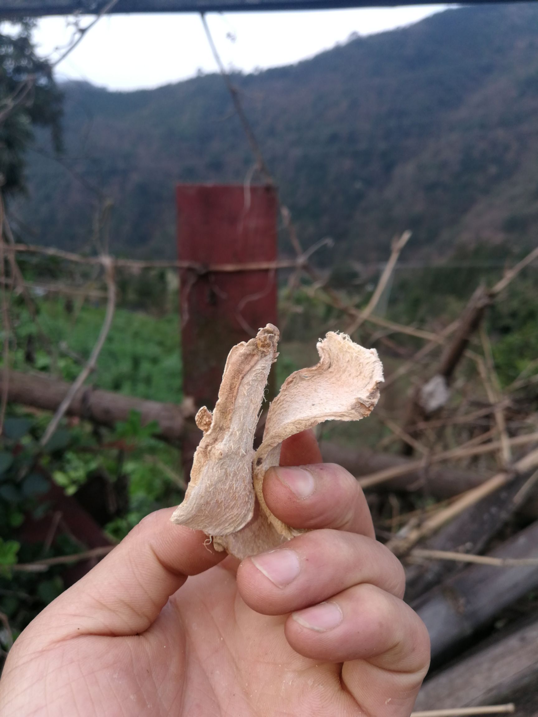 干洋姜  野寒苏干片