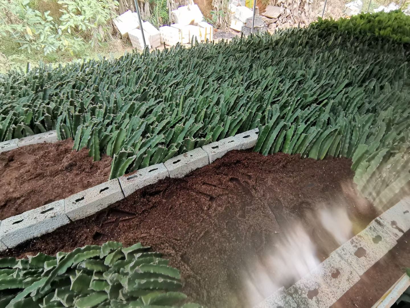 燕窝火龙果苗  燕窝火龙果，新产品。带根发货