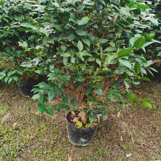漳平市山茶花  急处理300颗香妃
