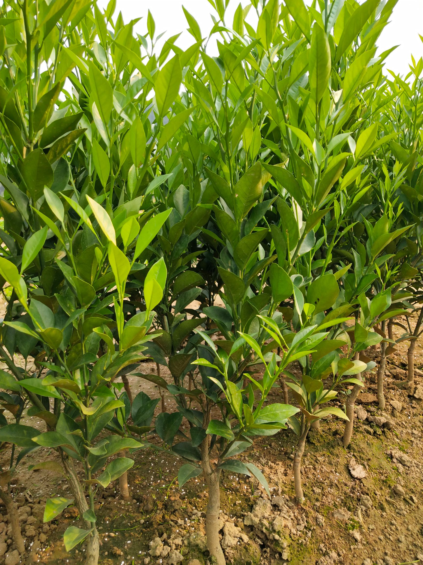  正品红江橙苗，两公分头，叶色靓丽无病虫害，根系发达