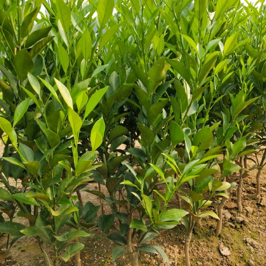 灵山县 正品红江橙苗，两公分头，叶色靓丽无病虫害，根系发达
