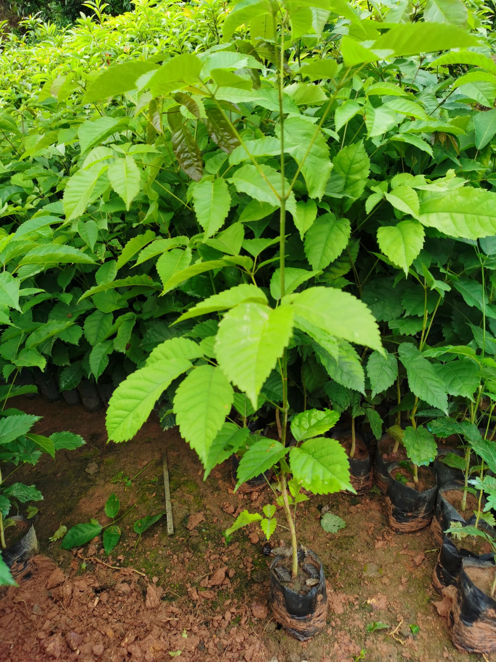 紫花风铃木  风铃木