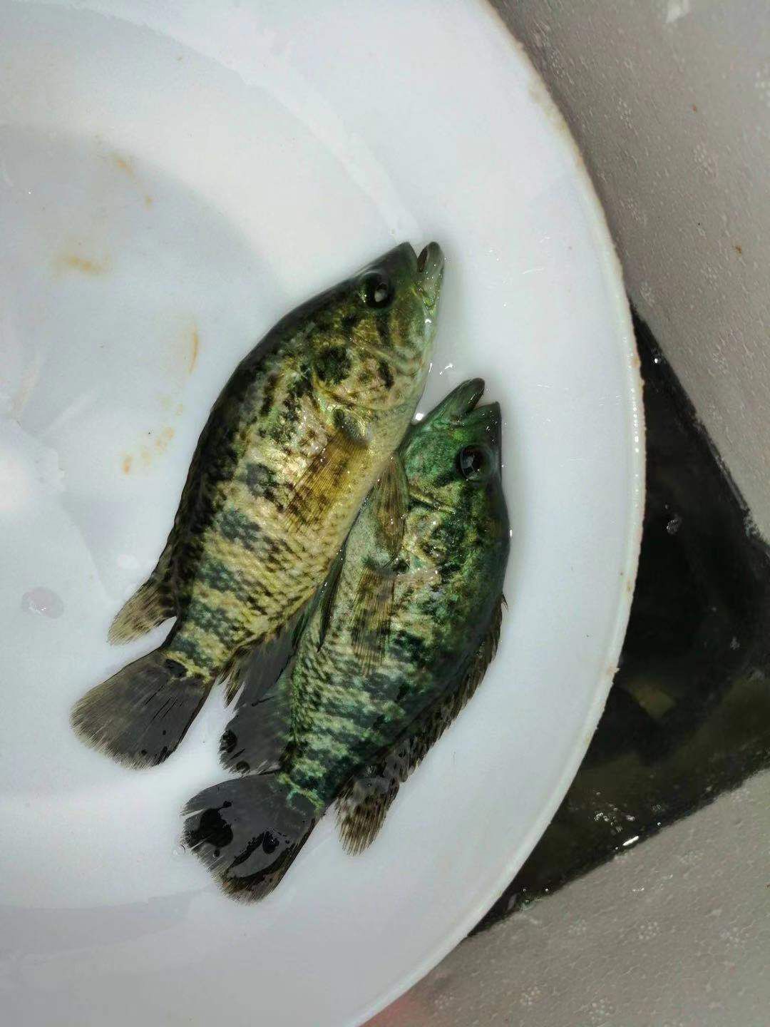 淡水石斑鱼苗 淡水石斑鱼 苗鱼 淡水花斑鱼苗 石斑鱼苗 好养殖食用鱼