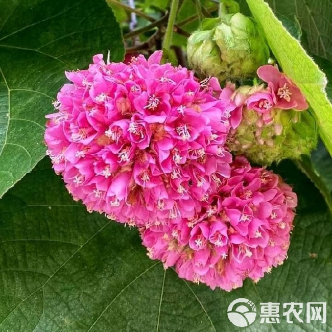 无尽夏绣球  八仙花苗，绣球花苗， 无尽夏种苗 适用于园林绿化，盆栽种植