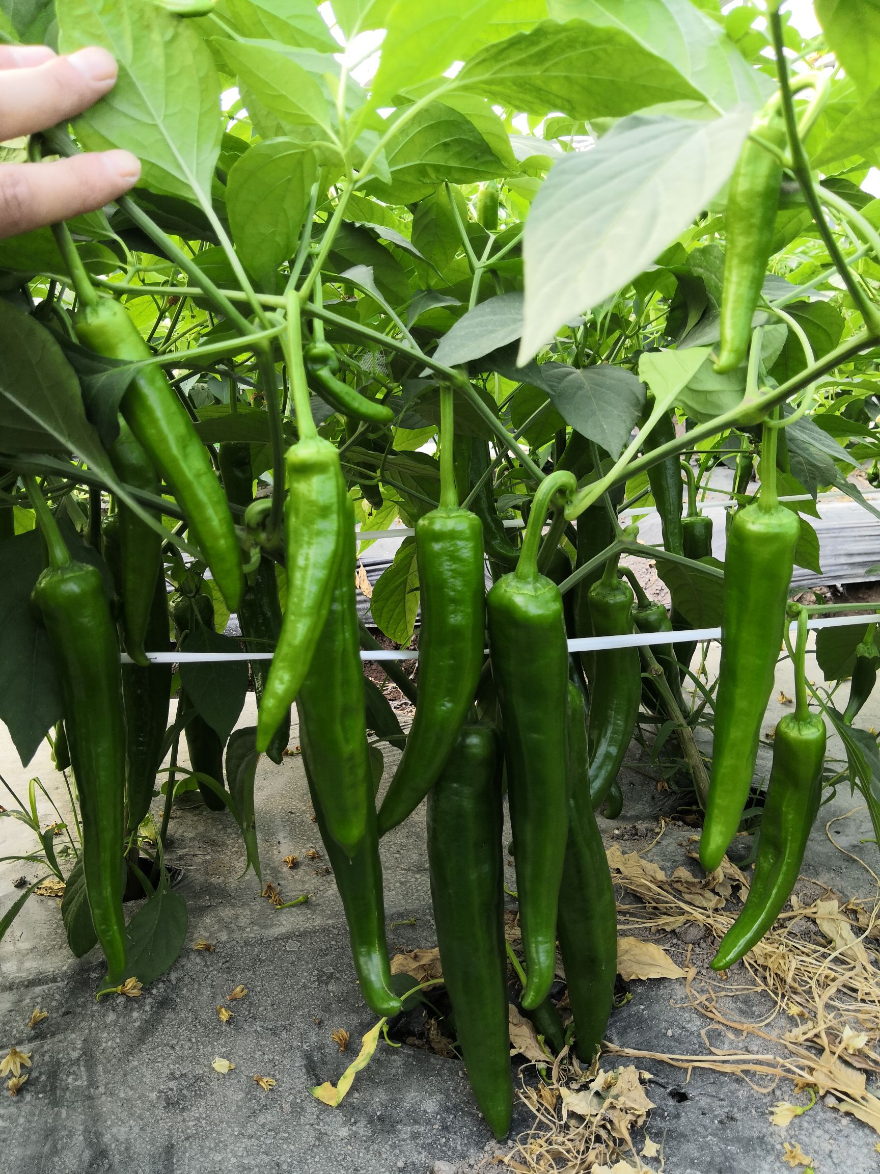 尖椒种子  瀚海青川，大青皮，高产抗病 ，挂果量大