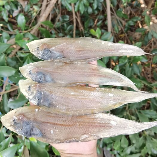 北海龙利鱼干  舌头鱼  子板鱼  干货  鱼干   【晒场直供