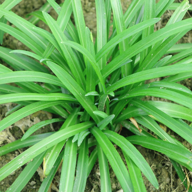 云南撇菜根大叶韭菜洗净大韭菜根可做咸菜佤味鸡脚配料非小韭菜
