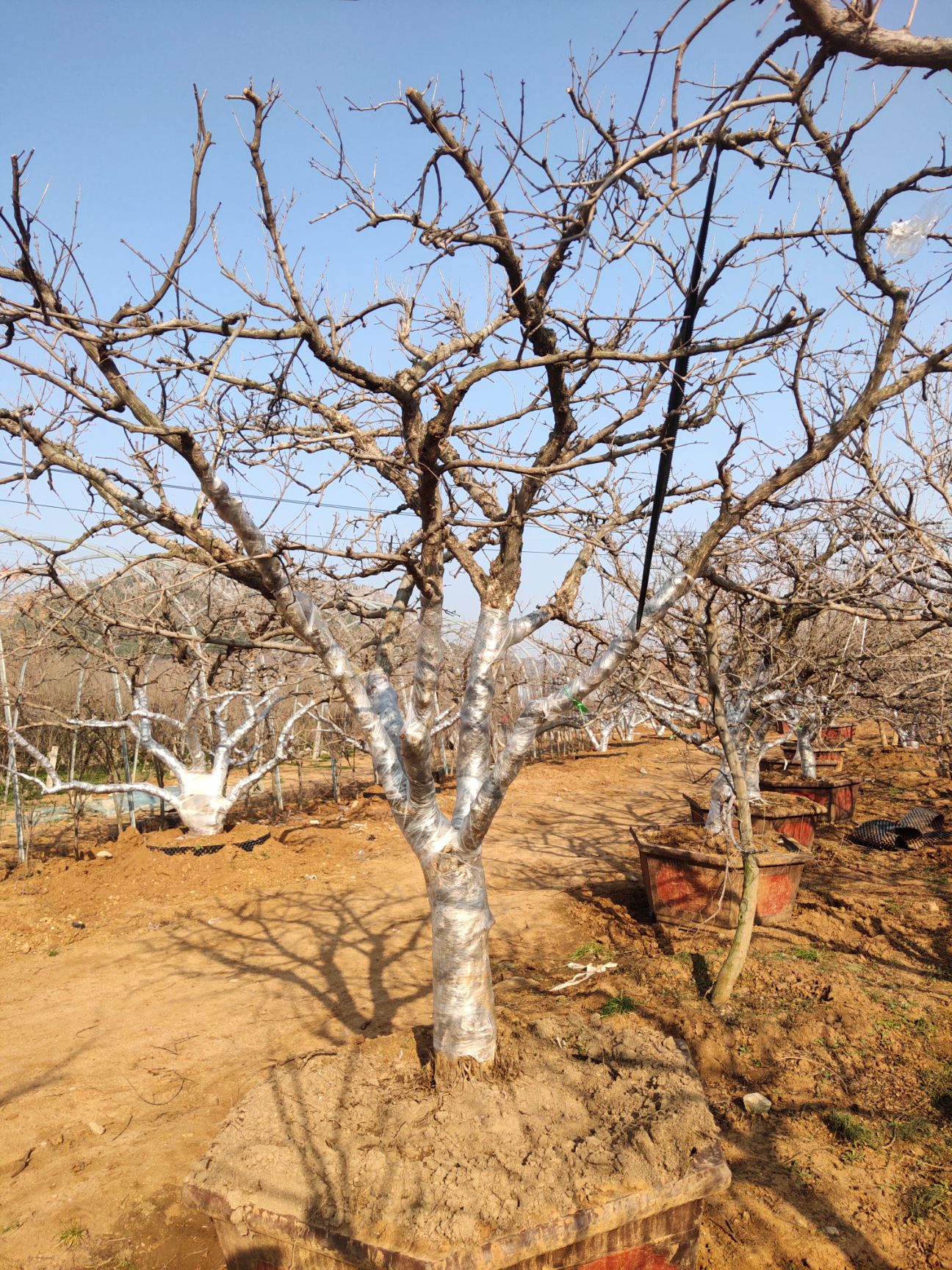 盆栽造型石榴树