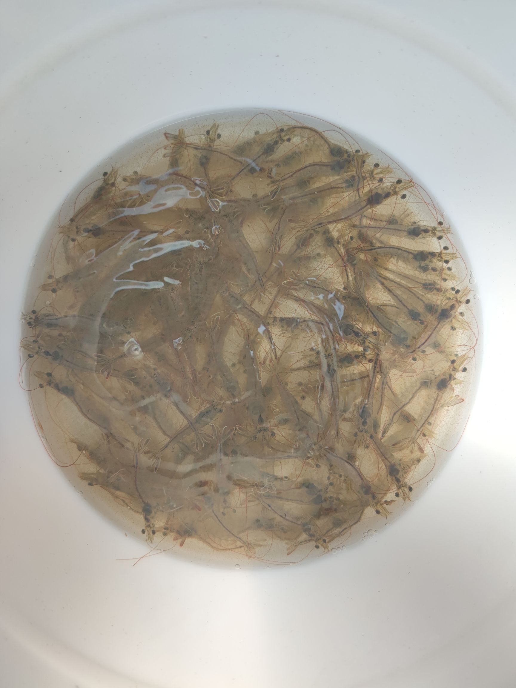 泰国（卜蜂）正大SPF南美白对虾PL10阶段虾苗