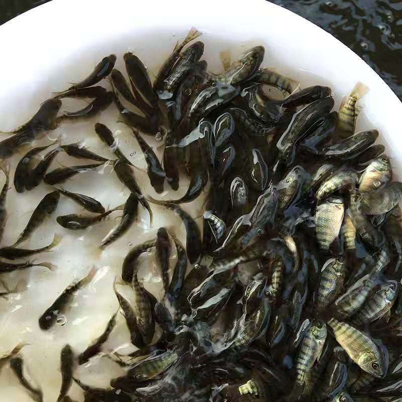 罗非鱼苗  罗飞苗、海南一号罗非苗，脆肉罗飞苗，脆罗一号罗飞苗