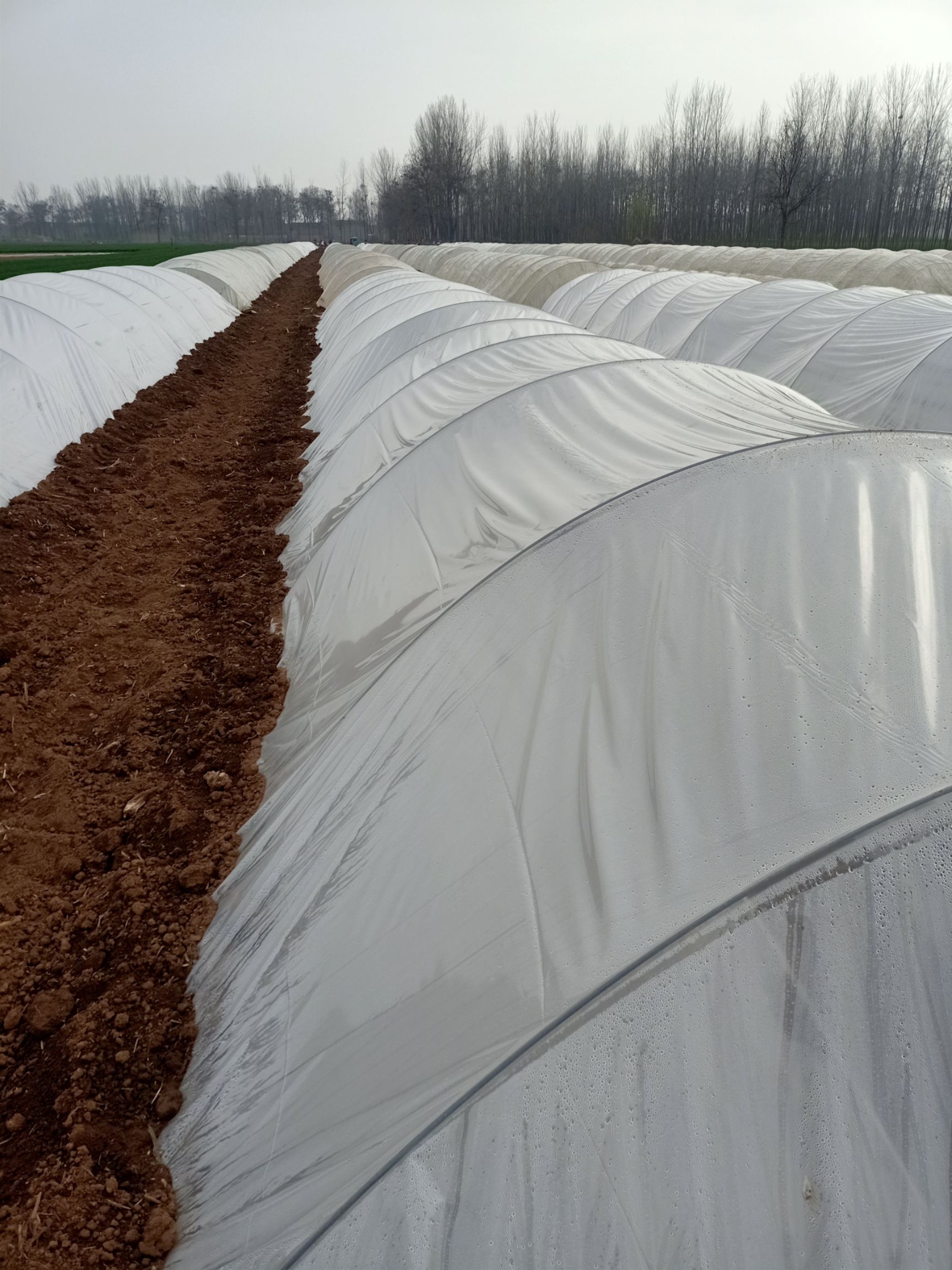 西瓜红红薯苗  红薯苗西瓜红 红薯苗:脱毒哈蜜，六鳌密薯，玛莎莉，商薯19，