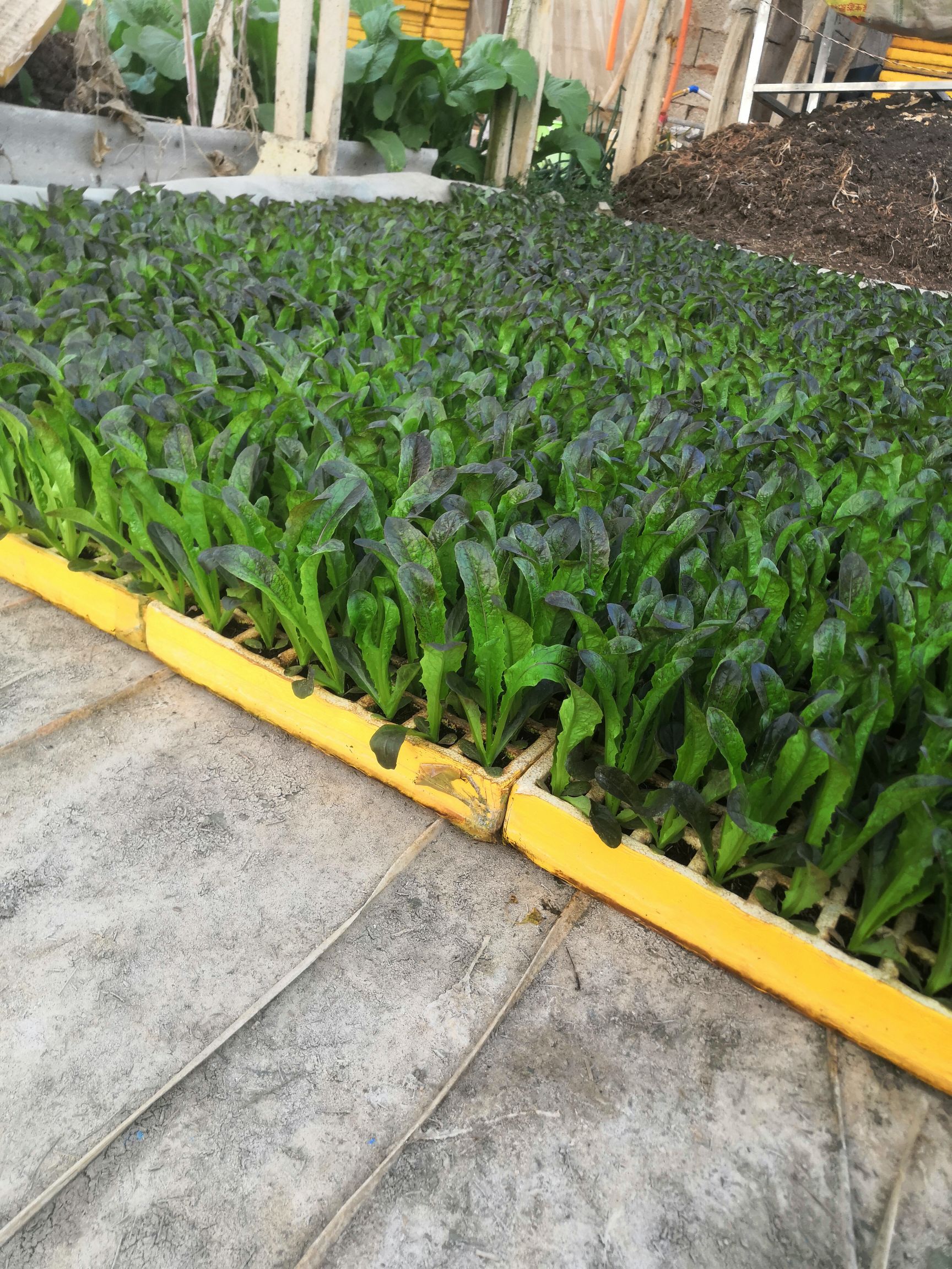青香红尖莴笋苗，茶氏育苗有限公司，常年供应各种各样莴笋苗