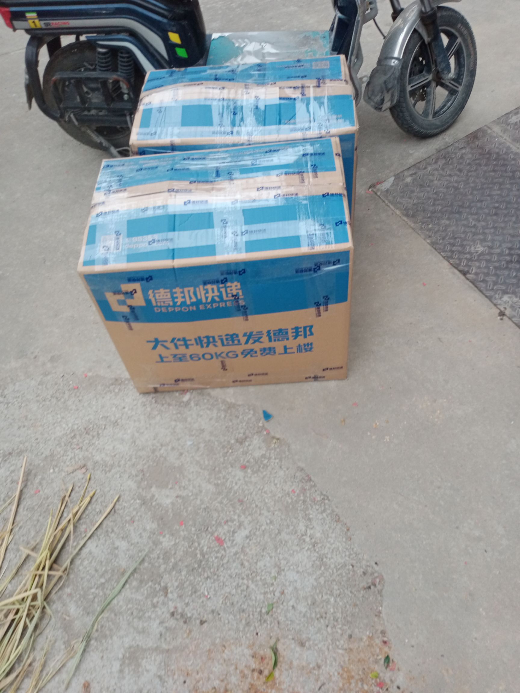 大叶种茶树苗 货好质量品质都好