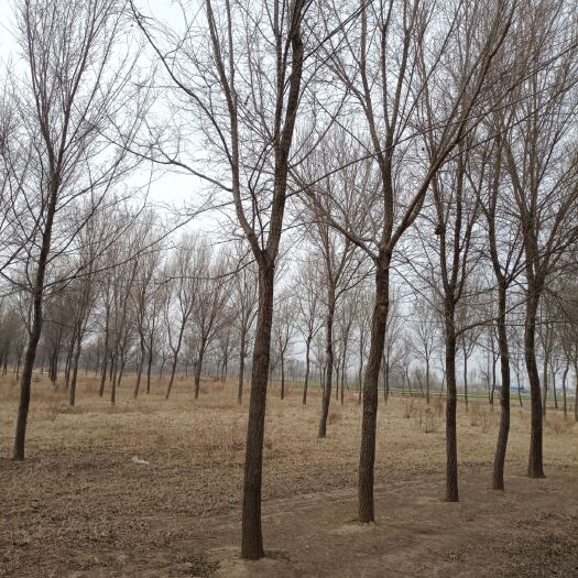 沧县200亩地榆树2-25厘米