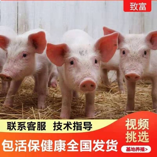 东海县杂交猪苗  二元母猪，种猪，长大母猪