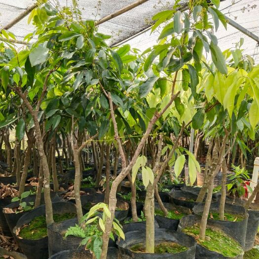 灵山县 大棵妃子笑荔枝苗，可带营养杯发货，今年种植，明年可挂果