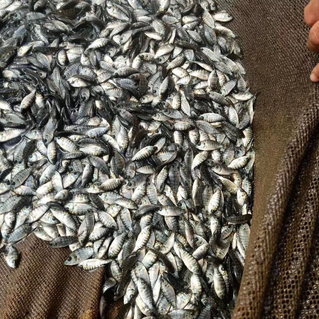 罗非鱼苗  罗飞苗、海南一号罗非苗，脆肉罗飞苗，脆罗一号罗飞苗