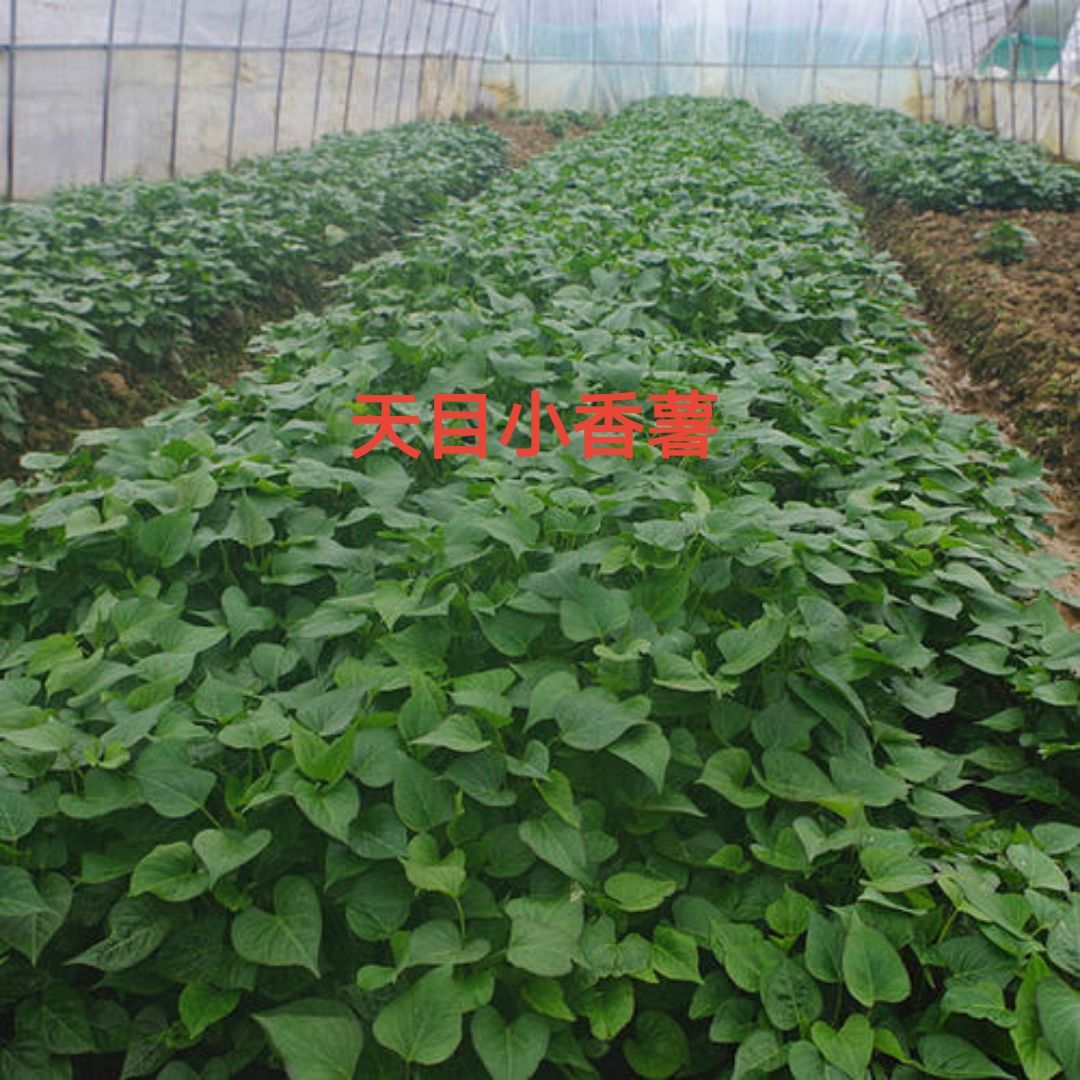 天目山小香薯苗  西瓜红红薯苗个头小皮薄，红皮黄瓤外形好看，