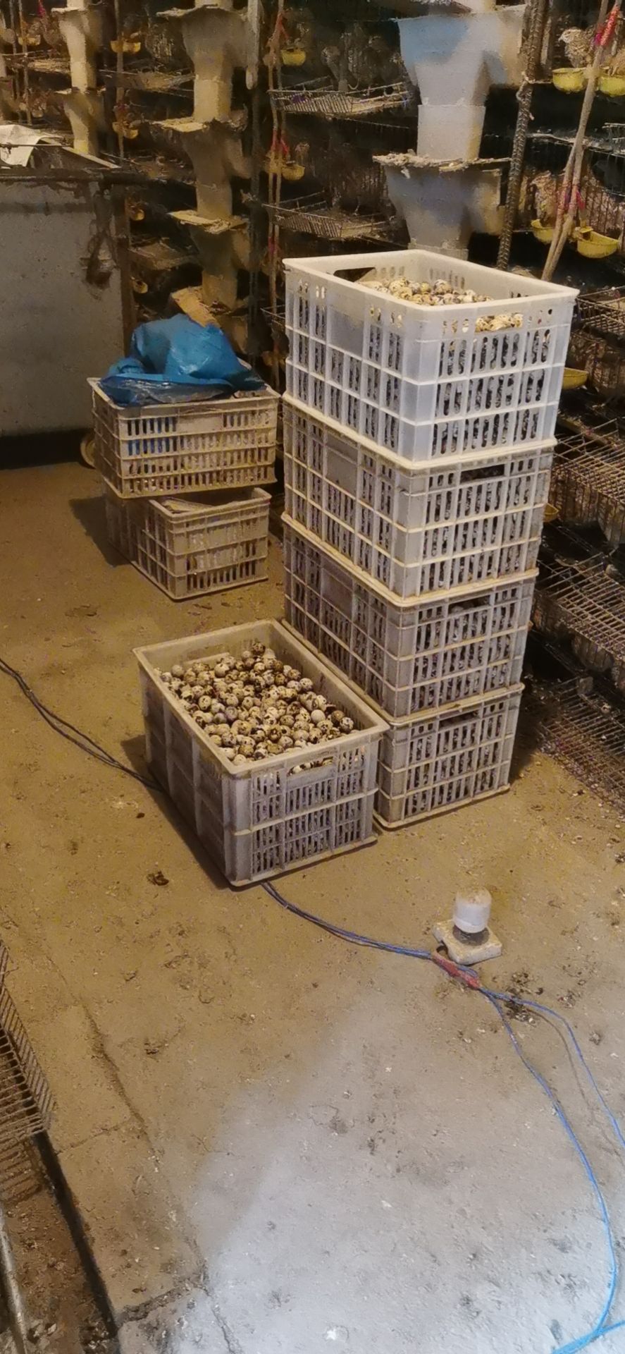 桂花雀蛋 食用 箱装