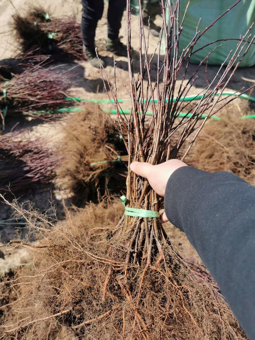 榆叶梅（鸾枝）庭院绿植 双花重瓣 扦插繁育 根系发达