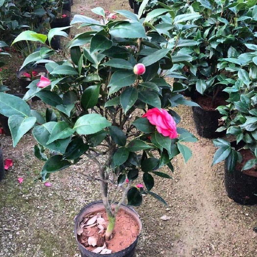 平邑县大红袍茶花 茶花，淡香而优雅，适合南方北方种植！管理简单！