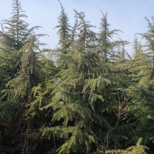 荣成市 出售出售雪松三米左右，树种纯正，树形漂亮