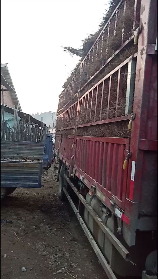 大果秋福  双季红树莓当年结果苗秋萍秋福秋果树莓苗