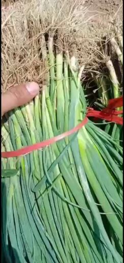 铁杆大葱苗  日本铁杆钢葱葱苗。保证质量，欢迎选购