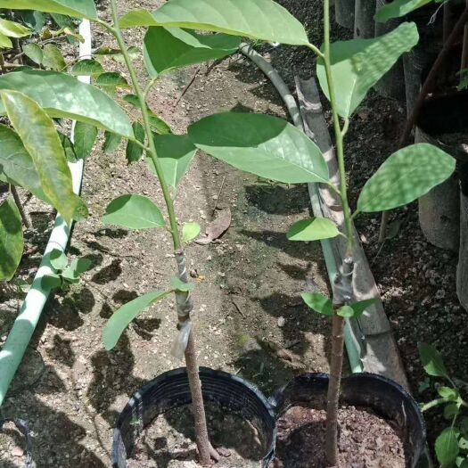 灵山县 释迦果苗，容易种植成活率高