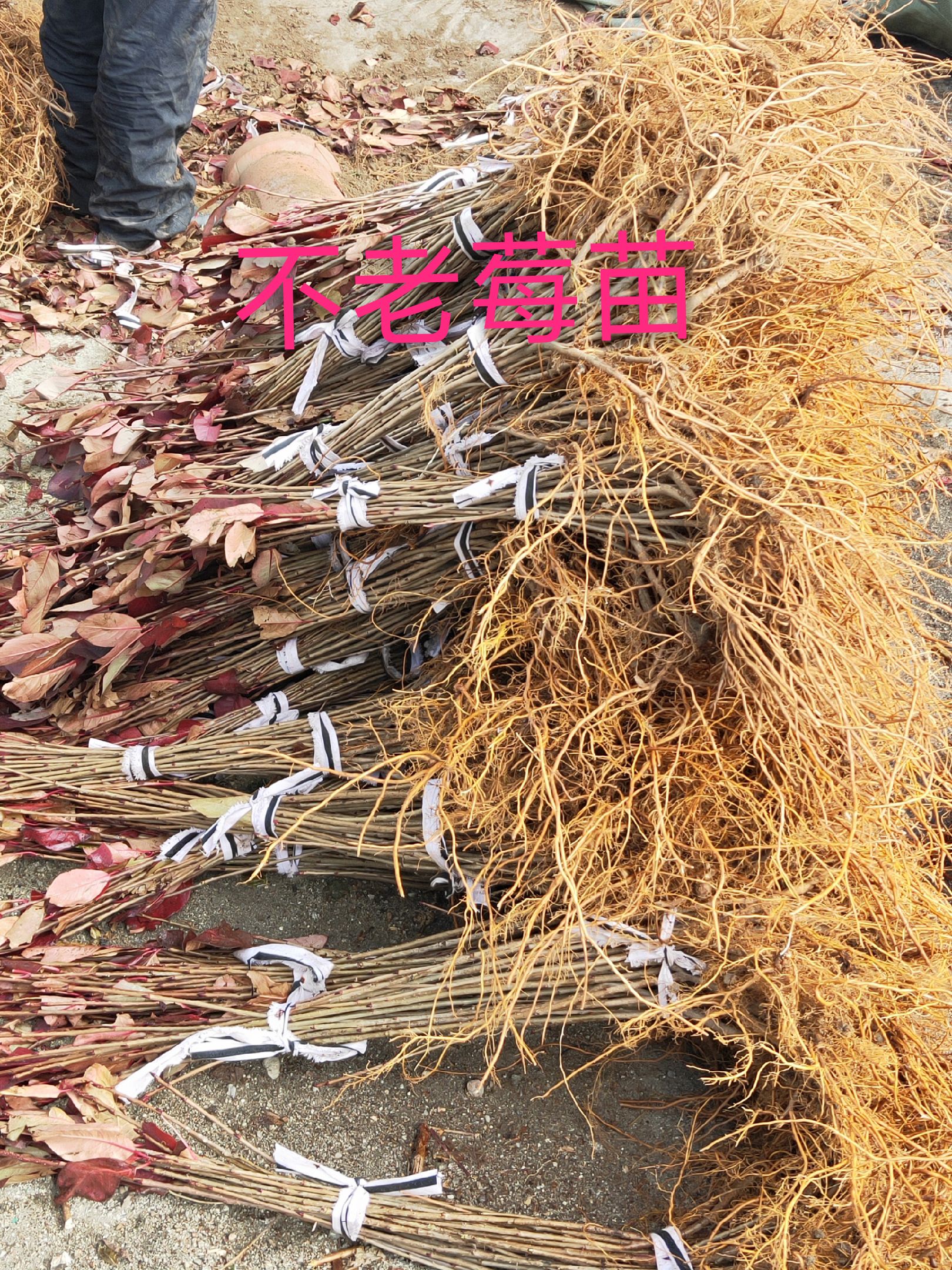 灯笼果苗  不老莓苗，常年批发不老莓苗，产量高，耐运输，做酒