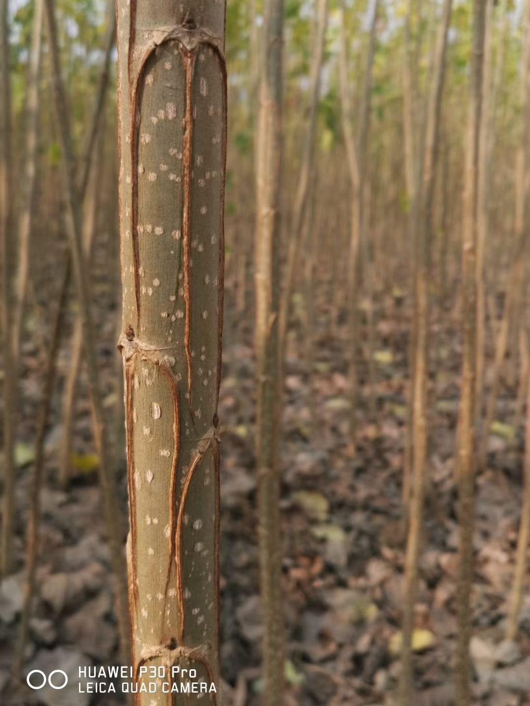 无絮杨3804 南林3804速生无絮杨大量供应