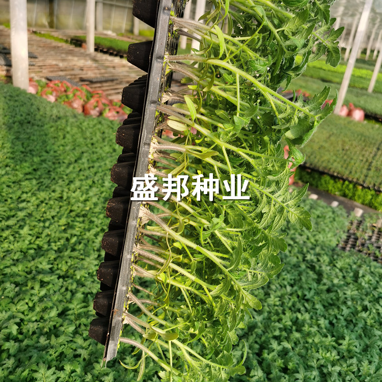 彩色小柿子苗 圣女果苗 千禧苗 贝贝小柿子苗