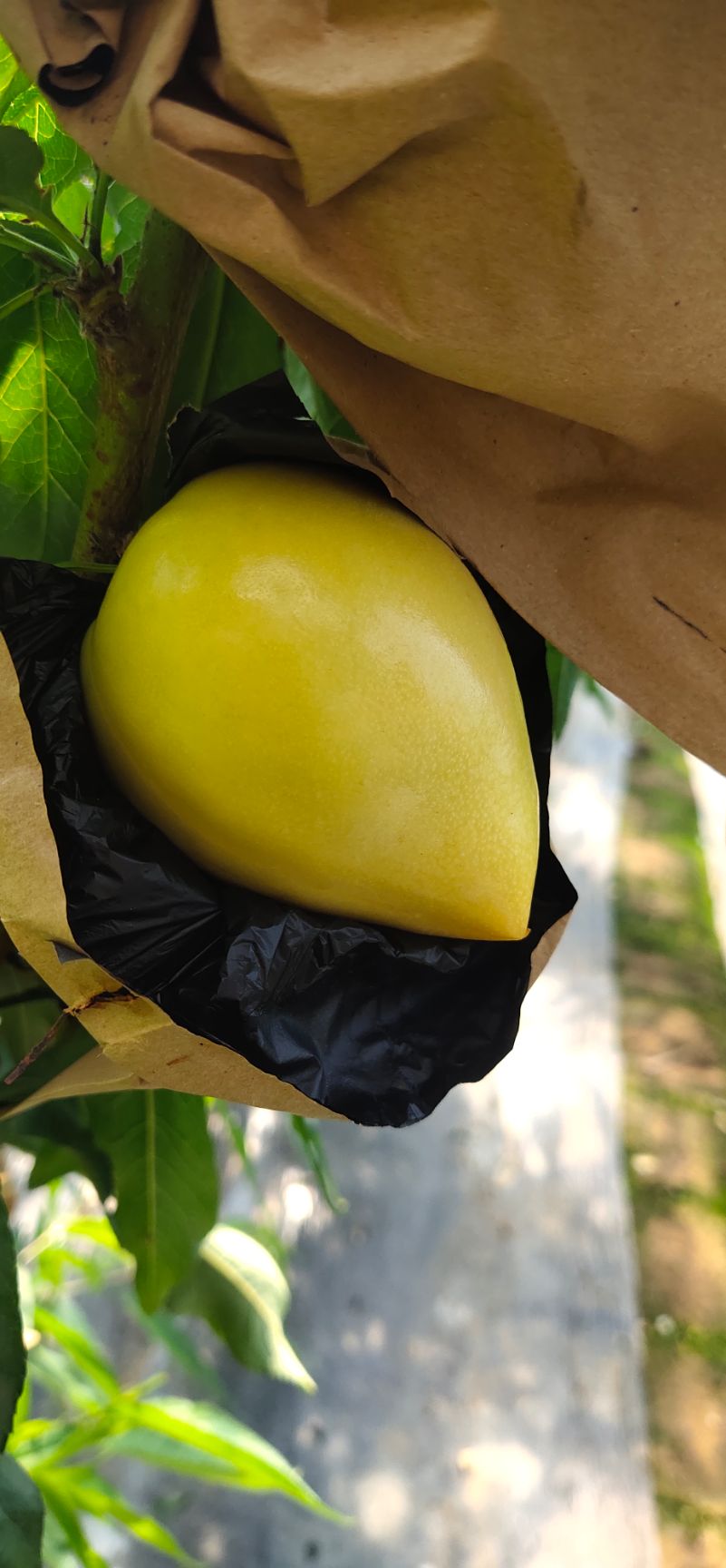 126油桃  油桃代办