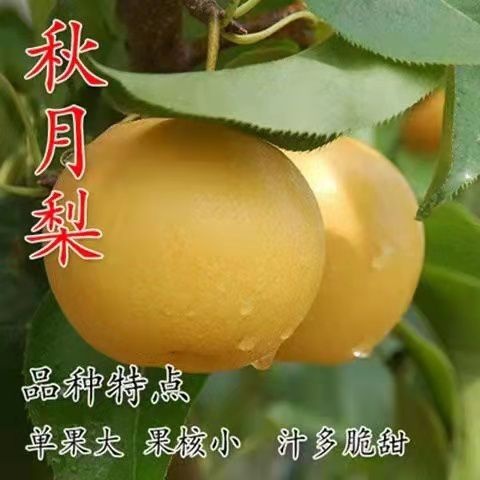 泰安基地直供0.8-5公分秋月梨树苗，根系发达，品种保证。