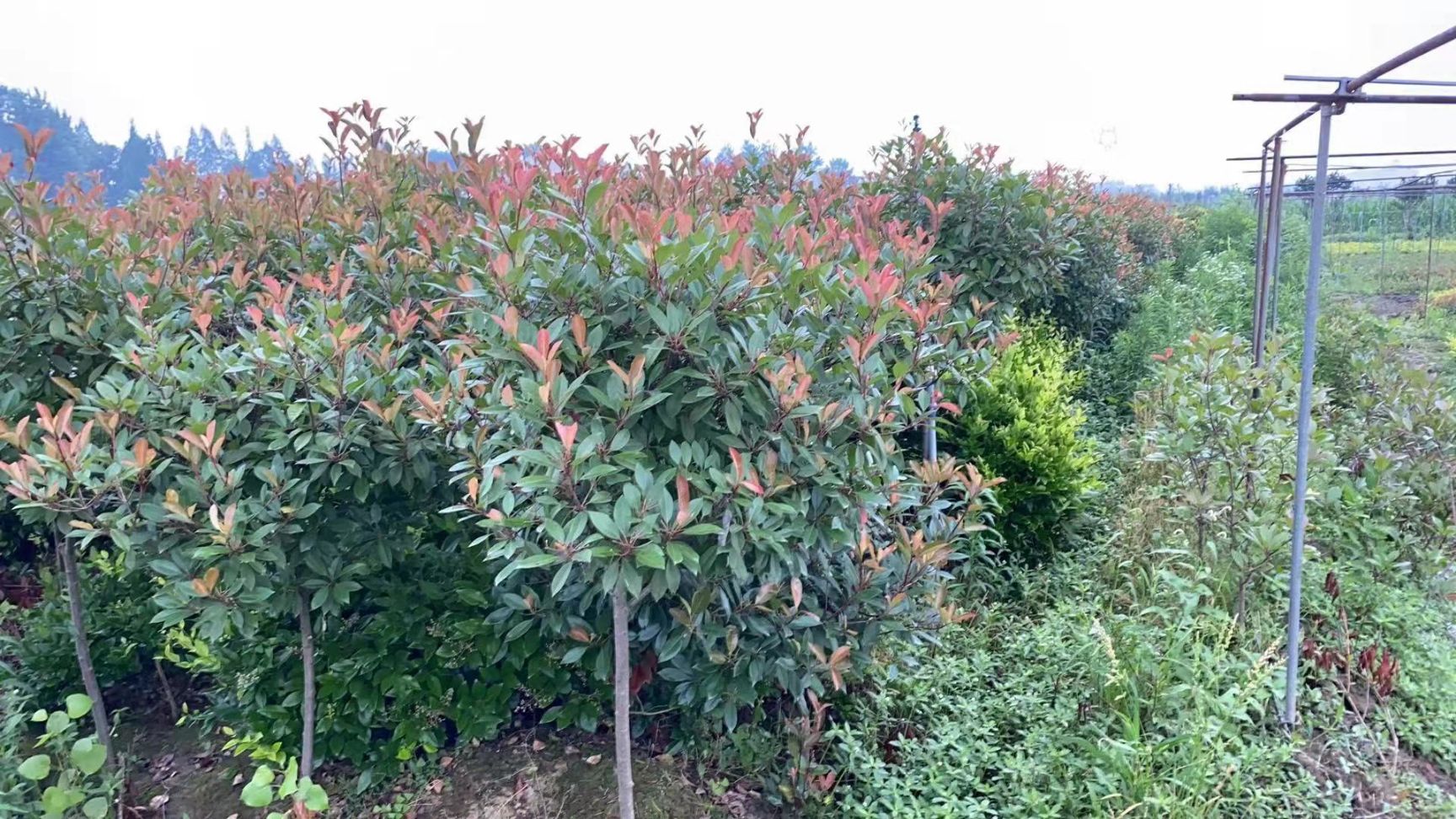  精品高杆红叶石楠