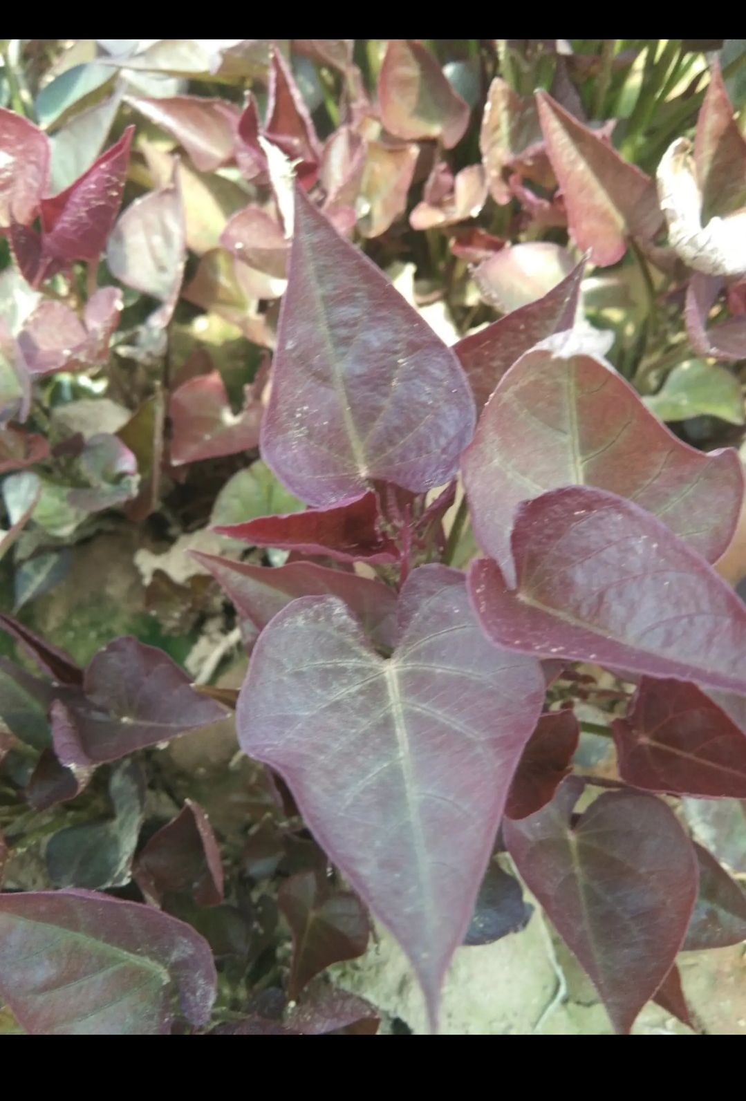 西瓜红红薯苗  红薯苗西瓜红 红薯苗:脱毒哈蜜，六鳌密薯，玛莎莉，商薯19，